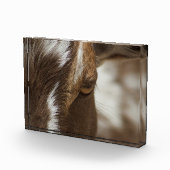 Bloc Photo Chèvre (Droite)