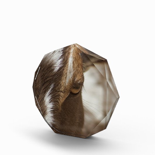 Bloc Photo Chèvre (Droite)