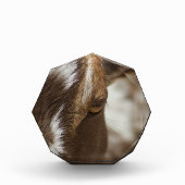 Bloc Photo Chèvre (Devant)