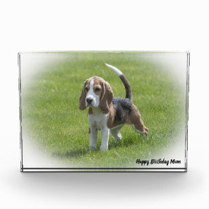 Bloc Photo Chien Beagle.