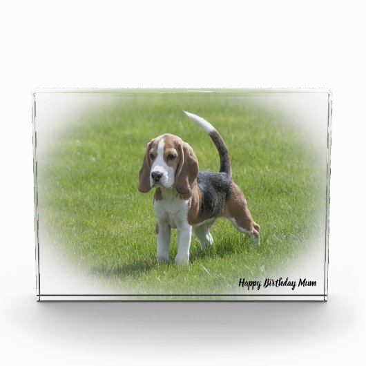 Bloc Photo Chien Beagle. (Devant)