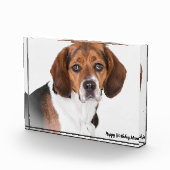 Bloc Photo Chien beagle. (Droite)