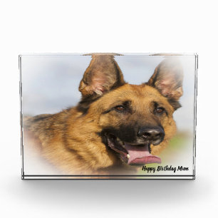 Bloc Photo Chien berger allemand.