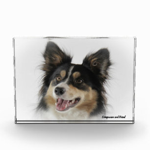 Bloc Photo Chien Border Collie.