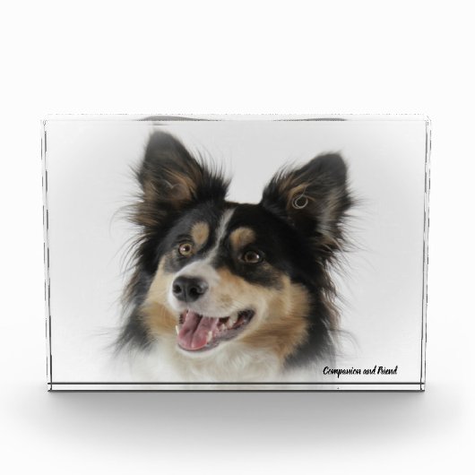 Bloc Photo Chien Border Collie. (Devant)