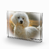Bloc Photo Chien Caniche (Droite)