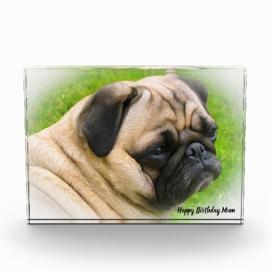 Bloc Photo Chien carlin. (Devant)