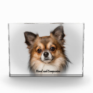 Bloc Photo Chien Chihuahua.