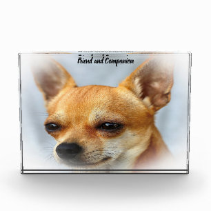 Bloc Photo Chien Chihuahua.