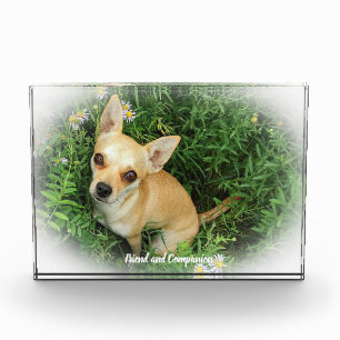 Bloc Photo Chien Chihuahua.