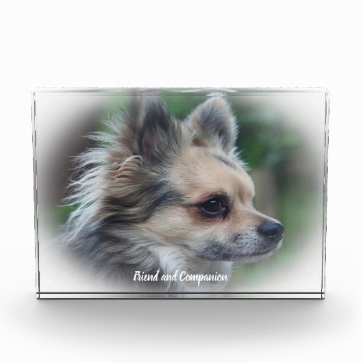 Bloc Photo Chien Chihuahua. (Devant)