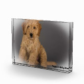 Bloc Photo Chien Cockapoo. (Droite)