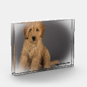 Bloc Photo Chien Cockapoo. (Gauche)