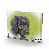 Bloc Photo Chien Cockapoo. (Droite)