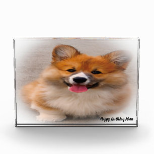 Bloc Photo Chien Corgi.