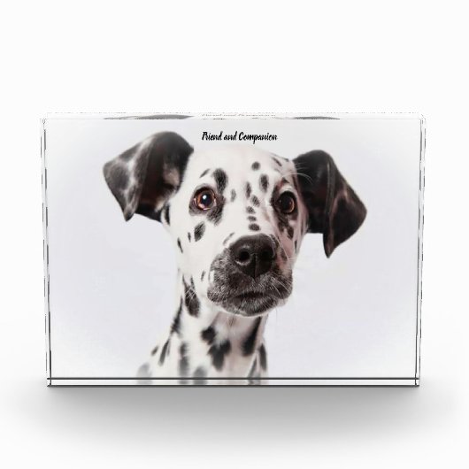Bloc Photo Chien Dalmate. (Devant)