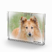 Bloc Photo Chien de berger des Shetland. (Droite)