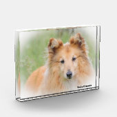 Bloc Photo Chien de berger des Shetland. (Gauche)