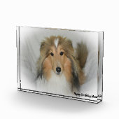 Bloc Photo Chien de berger des Shetland (Droite)