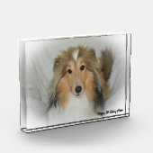 Bloc Photo Chien de berger des Shetland (Gauche)