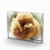 Bloc Photo Chien de caniche (Droite)