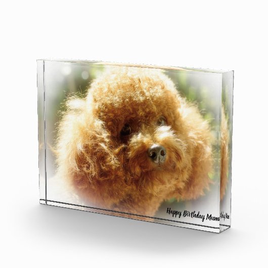 Bloc Photo Chien de caniche (Droite)