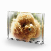 Bloc Photo Chien de caniche. (Droite)