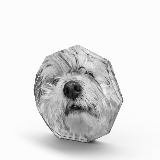 Bloc Photo Chien de Coton de Tulear (Droite)