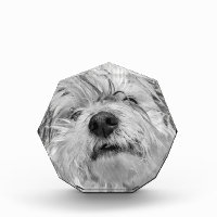 Chien de Coton de Tulear