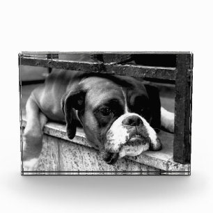 Bloc Photo Chien de la boîte sur la bibliothèque Windows