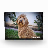 Bloc Photo Chien de Labradoodle. (Devant)