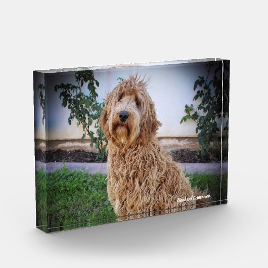 Bloc Photo Chien de Labradoodle. (Gauche)
