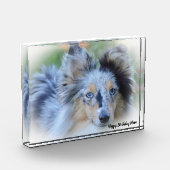 Bloc Photo Chien de mouton de Shetland (Gauche)