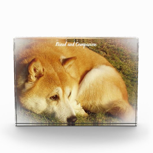 Bloc Photo Chien de Shiba Inu. (Devant)