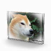 Bloc Photo Chien de Shiba Inu. (Droite)