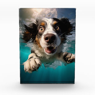 Bloc Photo Chien Excité Nageant Sous L'eau Design
