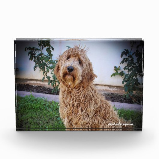 Bloc Photo Chien Labradoodle. (Devant)