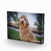 Bloc Photo Chien Labradoodle. (Droite)