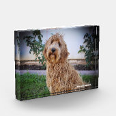 Bloc Photo Chien Labradoodle. (Gauche)