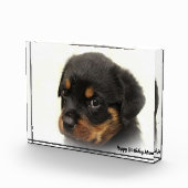 Bloc Photo Chien Rottweiler (Droite)