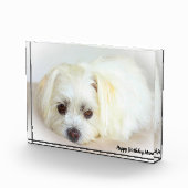 Bloc Photo Chien Shih Tzu (Droite)