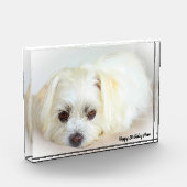 Bloc Photo Chien Shih Tzu (Gauche)