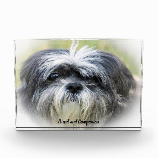 Bloc Photo Chien Shih Tzu. (Devant)