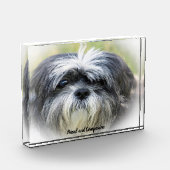Bloc Photo Chien Shih Tzu. (Gauche)