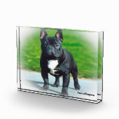 Bloc Photo Chien taureau français. (Droite)