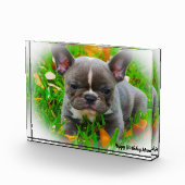 Bloc Photo Chien taureau français (Droite)