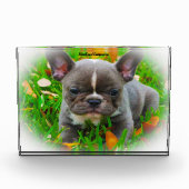 Bloc Photo Chien taureau français. (Devant)