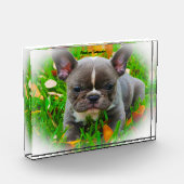 Bloc Photo Chien taureau français. (Gauche)