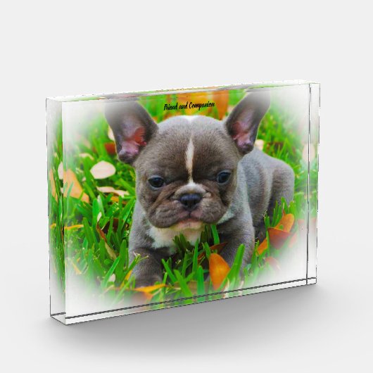 Bloc Photo Chien taureau français. (Gauche)