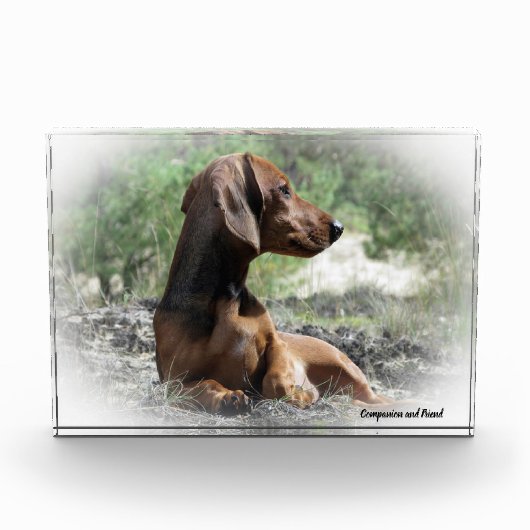 Bloc Photo Chien teckel. (Devant)